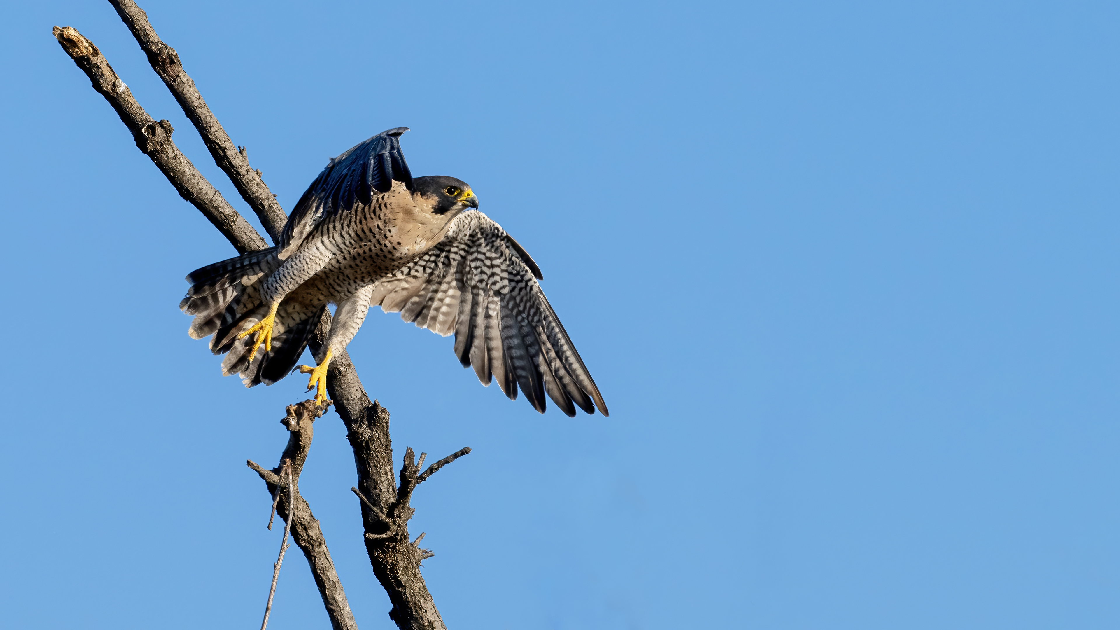 Peregrine Falcon